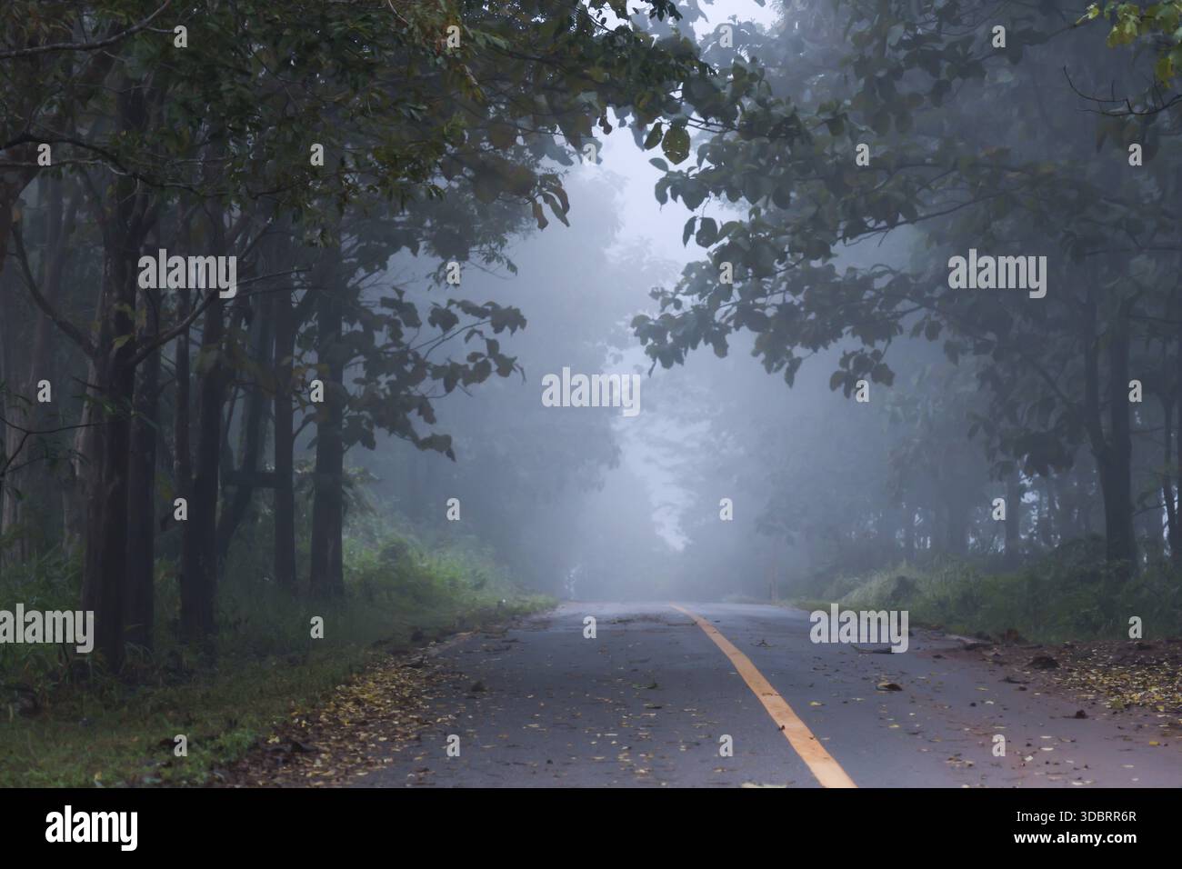 Strada nebbiosa della foresta con tunnel di alberi verdi e nebbia bianca su una corsia asfaltata che mostra un'atmosfera misteriosa e un'atmosfera solitaria in natura durante il viaggio in inverno Foto Stock