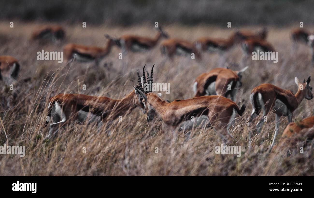 Immagine delle gazzelle di Thomson negli iconici paesaggi safari della Tanzania, che mostrano il loro habitat naturale nelle pianure aperte e nella natura selvaggia dell'Africa orientale. Foto Stock