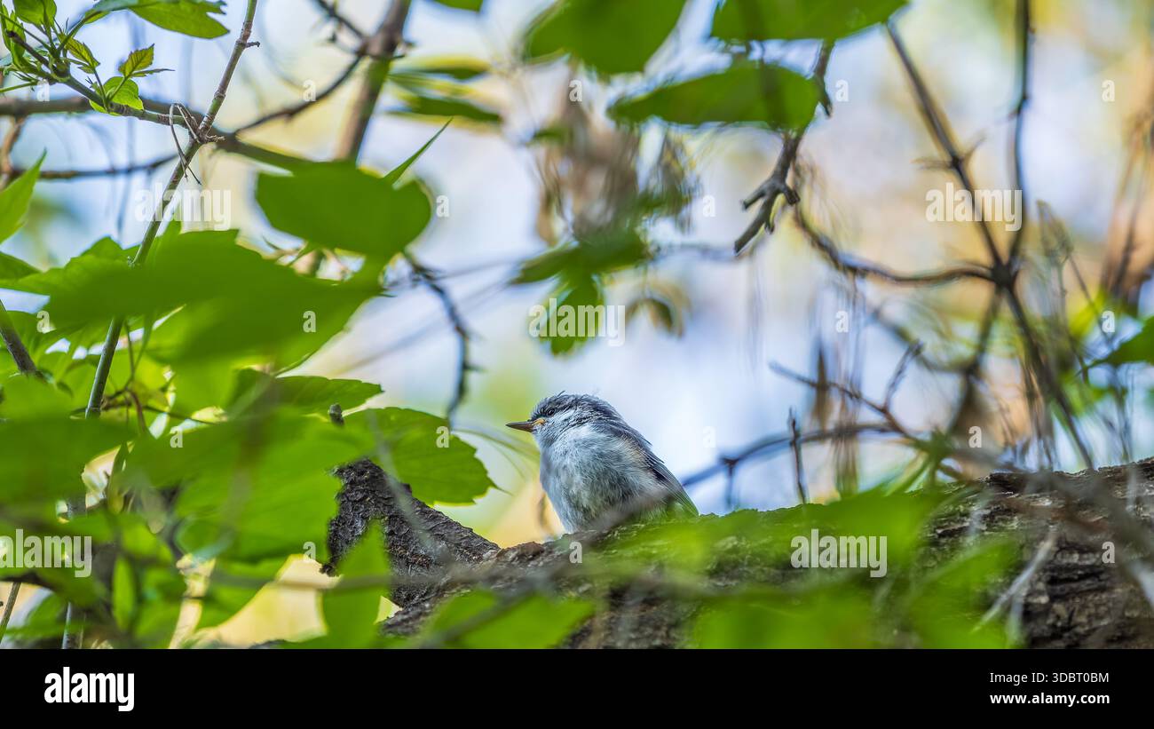 Giovane nuthatch dal petto bianco appollaiato su un ramo. Il nuthatch eurasiatico o il nuthatch di legno (Sitta europaea) Foto Stock