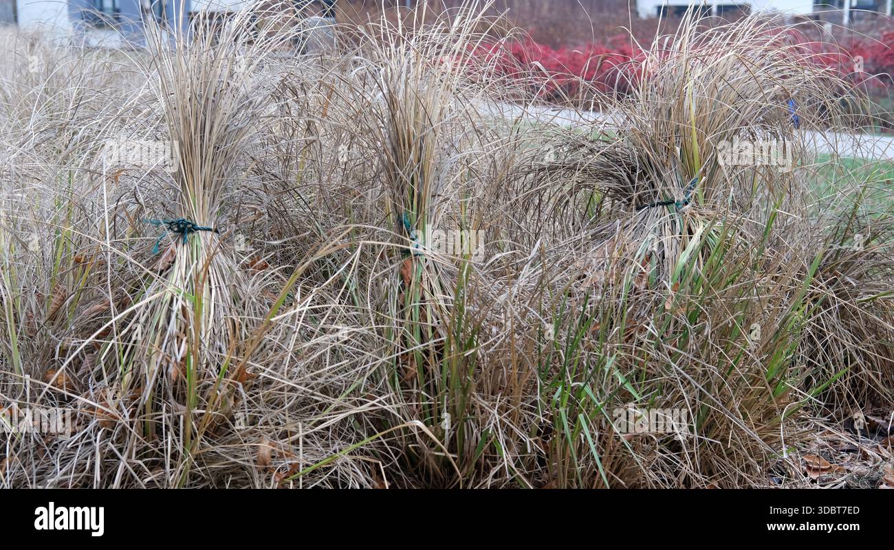Grumi di erba ornamentale legati con corde, lame asciutte beige, terreno e foglie cadute visibili, paesaggio all'aperto, luce del giorno ricoperta. Foto Stock