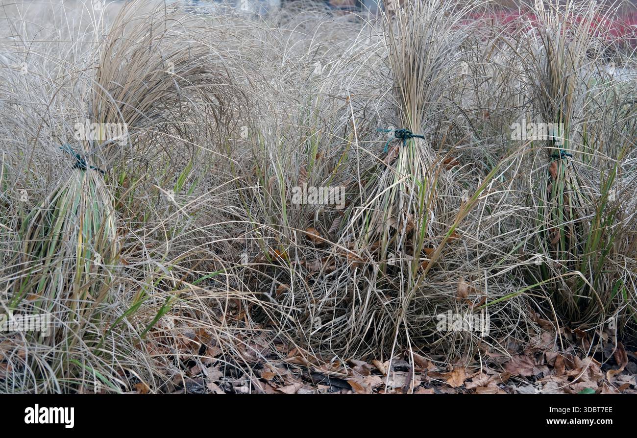 Piante d'erba ornamentali legate in verticale con corde, fogliame secco, lettiera sottostante, area paesaggistica, luce del giorno sovrastata. Foto Stock