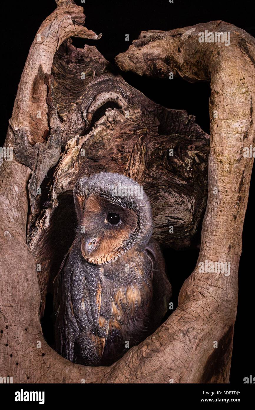 Baraccopoli da vicino da una collezione di vari rapaci, per lo più gufi e di solito portati in o vicino a una foresta nell'Inghilterra nordoccidentale. Foto Stock