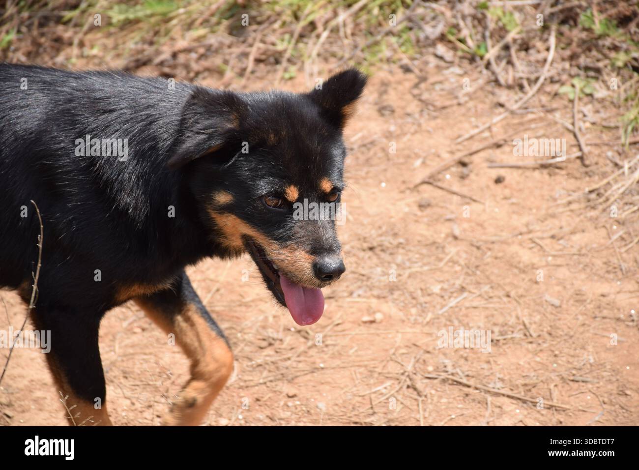 Cane nero che cammina su una terra marrone in una giornata di sole Foto Stock