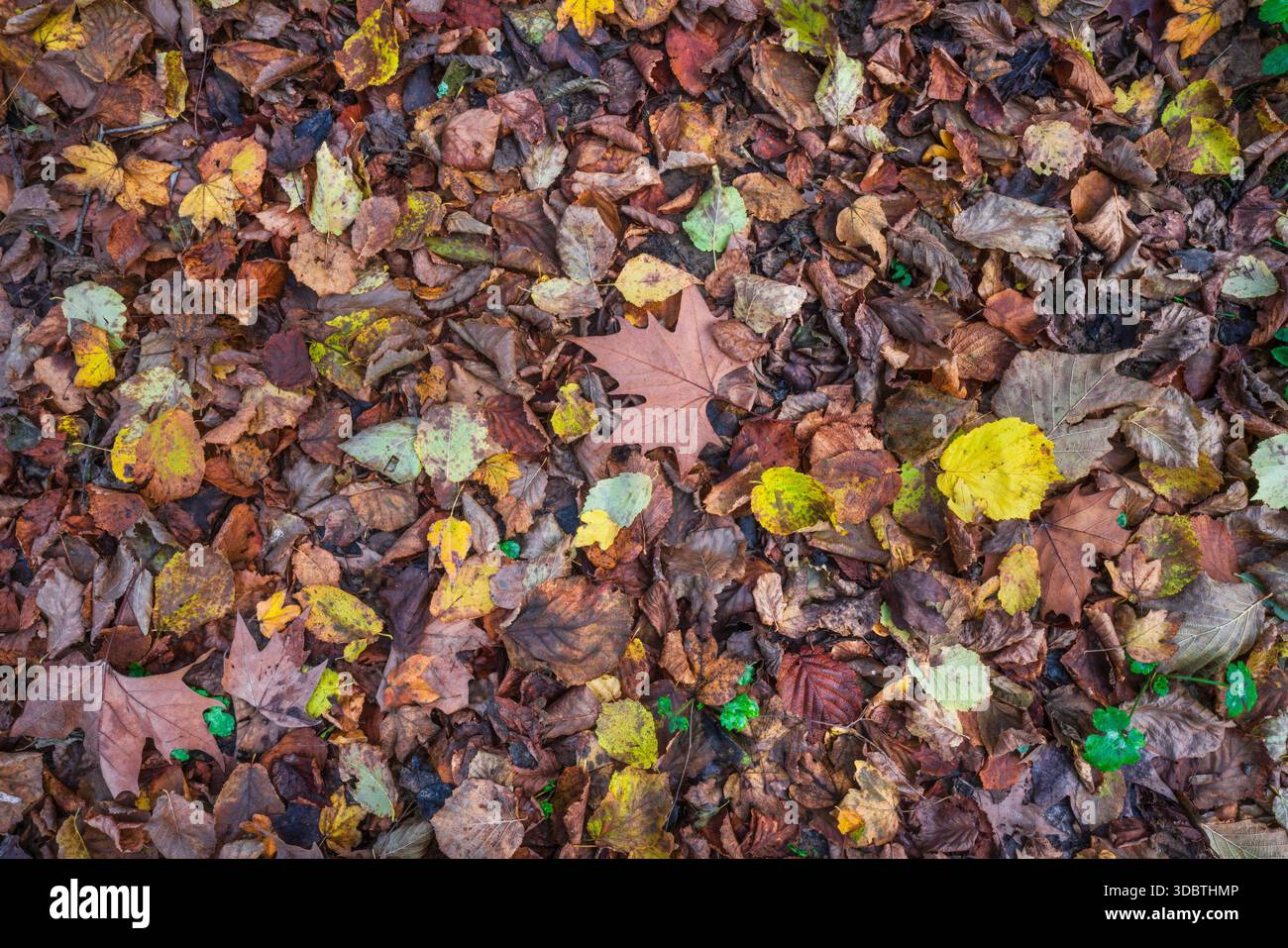 Consistenza naturale di foglie autunnali colorate cadute sul terreno in una foresta in Toscana, Italia. Presenta una ricca varietà di colori marrone, arancione e giallo Foto Stock