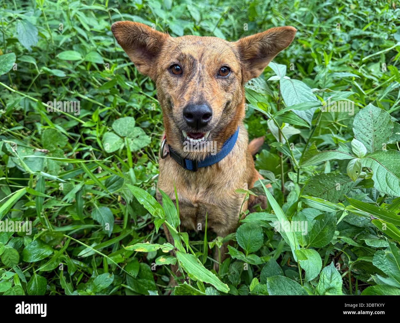 Asong Pinoy (Aspin) / Asong Kalye (Askal) mongrel dog nelle Filippine, cani indigeni di razza mista randagi filippini, specie autoctone filippine, rurale - Immagine stock catturata con smartphone