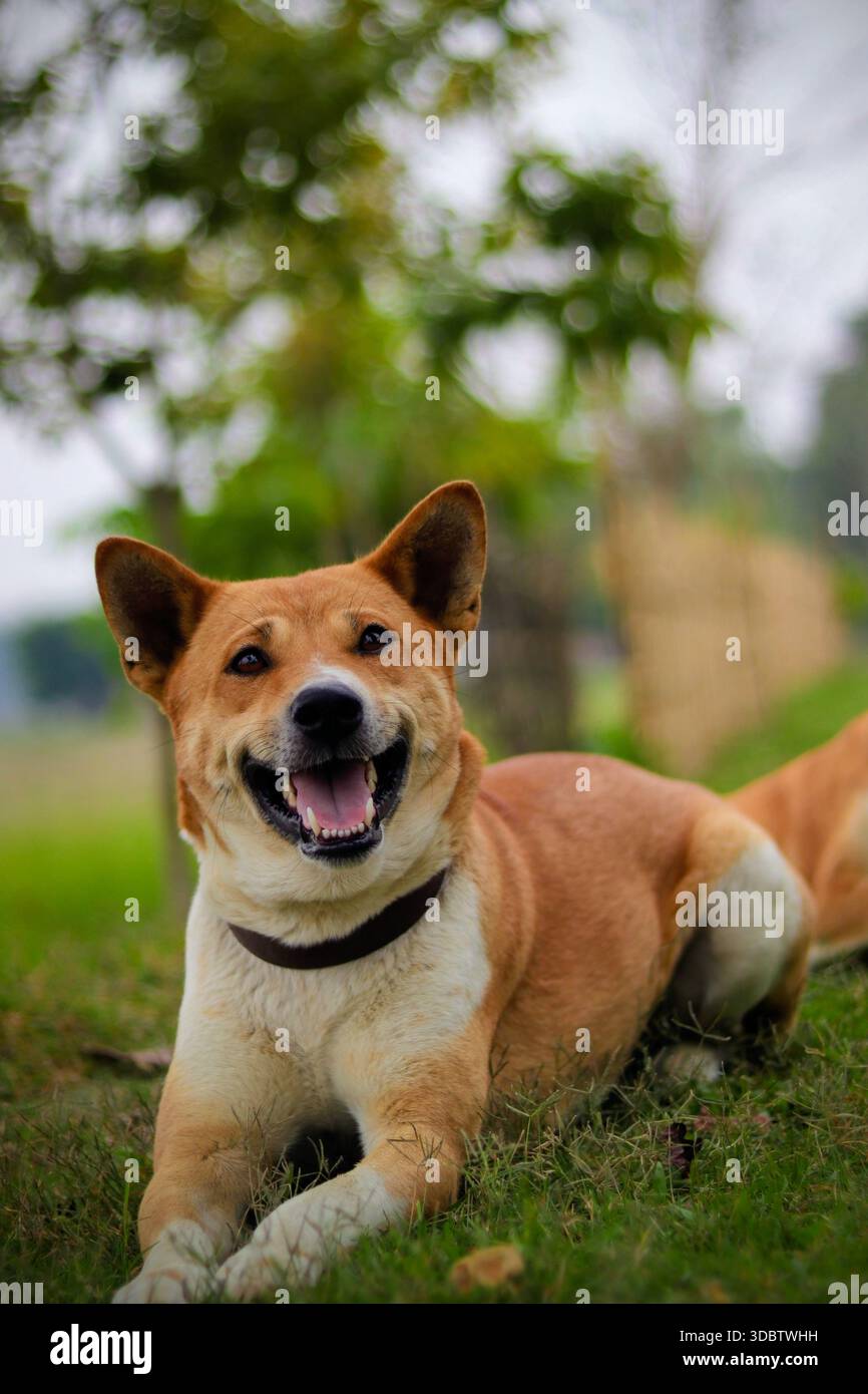 Un cane bruno con un collare adagiato sull'erba verde in un ambiente naturale all'aperto, che guarda la fotocamera con un'espressione sorridente. Foto Stock