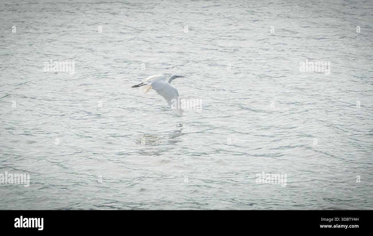 Uccello selvatico bianco che vola basso sopra l'acqua di mare calmo, fotografato come un paesaggio costiero minimale con luce soffusa e spazio aperto Foto Stock