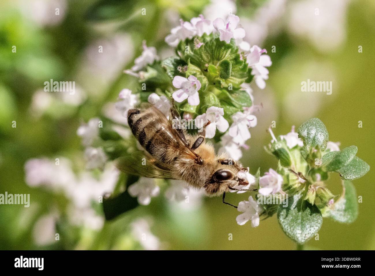 Macro di api mellifere: Primo piano di un'ape che forgia su fiori di timo bianco Foto Stock