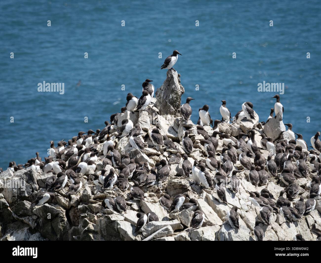 Colonia di Guillemot affollata sulla scogliera costiera rocciosa con sfondo blu profondo del mare Foto Stock