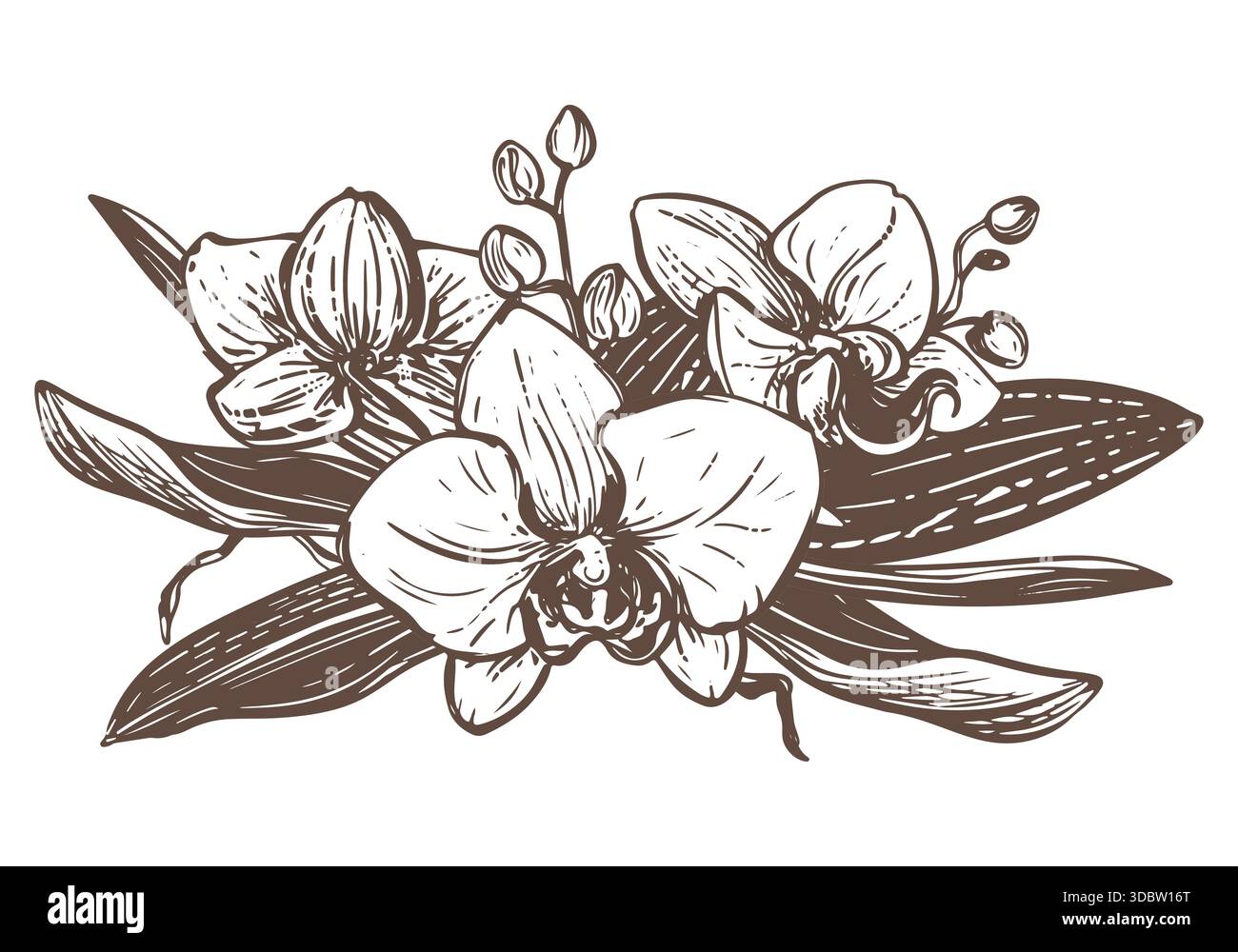 Orchidea vettoriale. Composizione di fiori, foglie e gemme di phalaenopsis. Disegno a inchiostro nero che imita l'incisione. Disegno al tratto di un fiore esotico. Bouquet di piante tropicali. Illustrazione Vettoriale