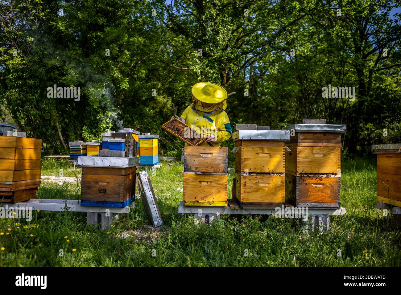 Vista di un apicoltore che si occupa delle loro alveari, fumo che si arriccia dolcemente nell'aria tra gli alberi verdeggianti, una vibrante scena di armonia della natura, Istria Coun Foto Stock