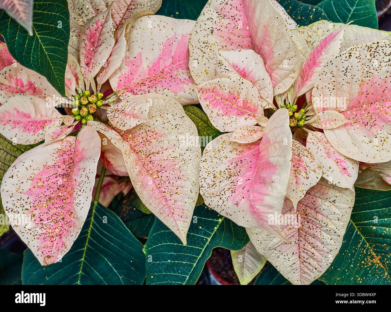 Fiori di Natale rosa e bianca Poinsettia con glitter dorato esposizione di decorazioni natalizie festività sfondo festivo Capodanno Foto Stock