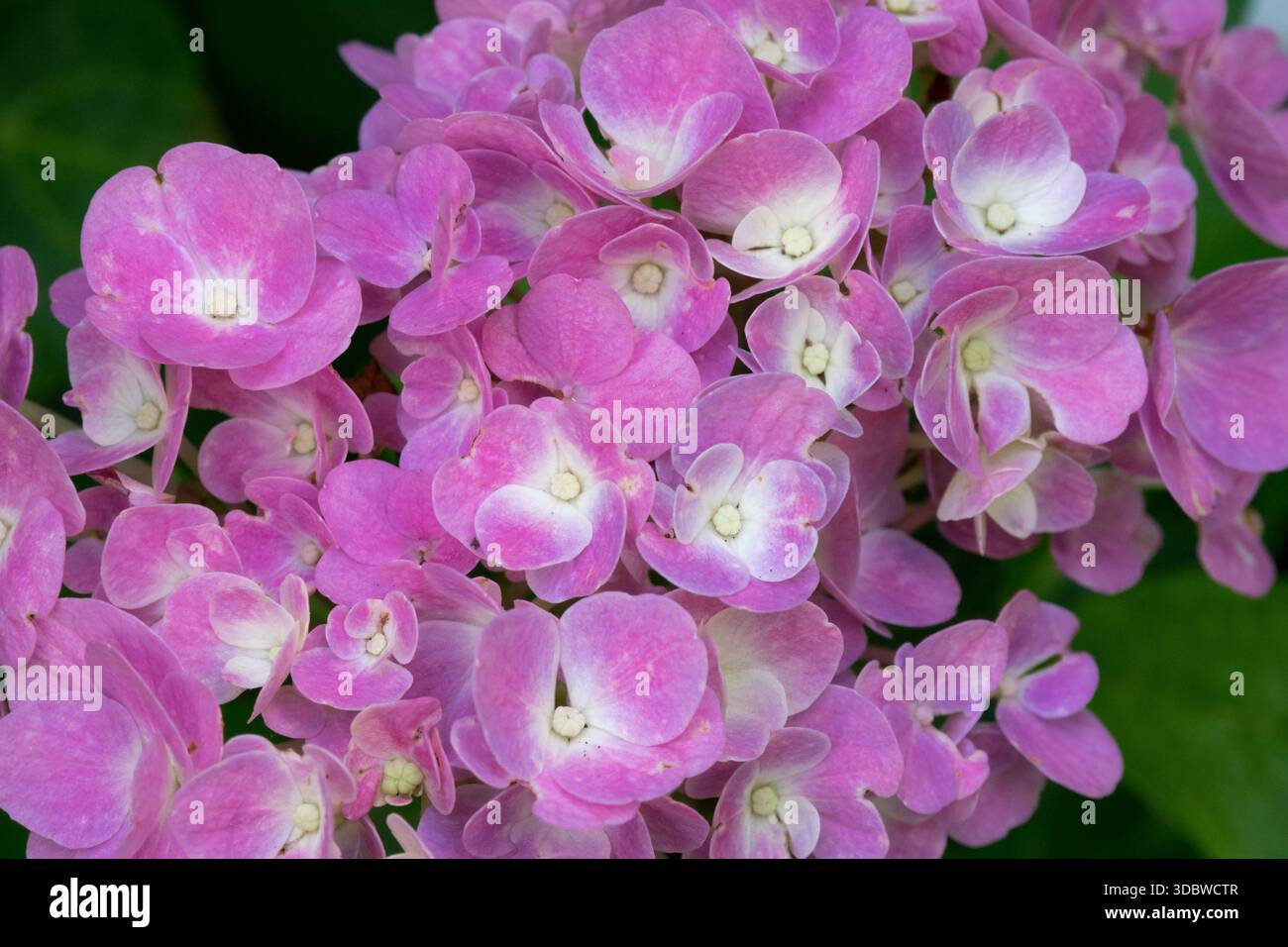 Cappellino in pizzo Hydrangea macrophylla Forever & Ever Pink Close Up Foto Stock