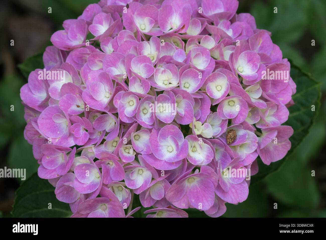 Cappellino in pizzo Hydrangea macrophylla Forever & Ever rosa Foto Stock