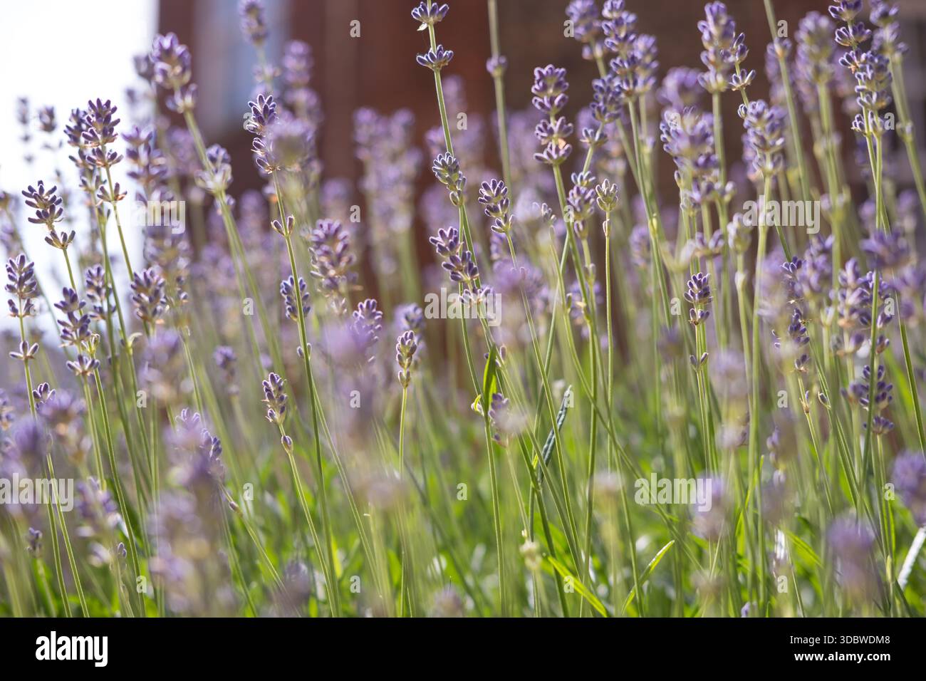 La lavanda spagnola (Lavandula stoechas) steli in fiore soffiando al vento, Guildford, Inghilterra Foto Stock