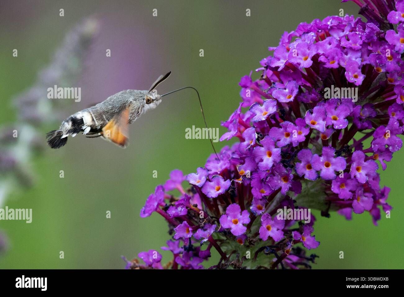 Garden Wildlife Hummingbird Hawk Pollinator Suck Long Proboscis in Flight Macroglossum stellatarum Moth Flying Foto Stock
