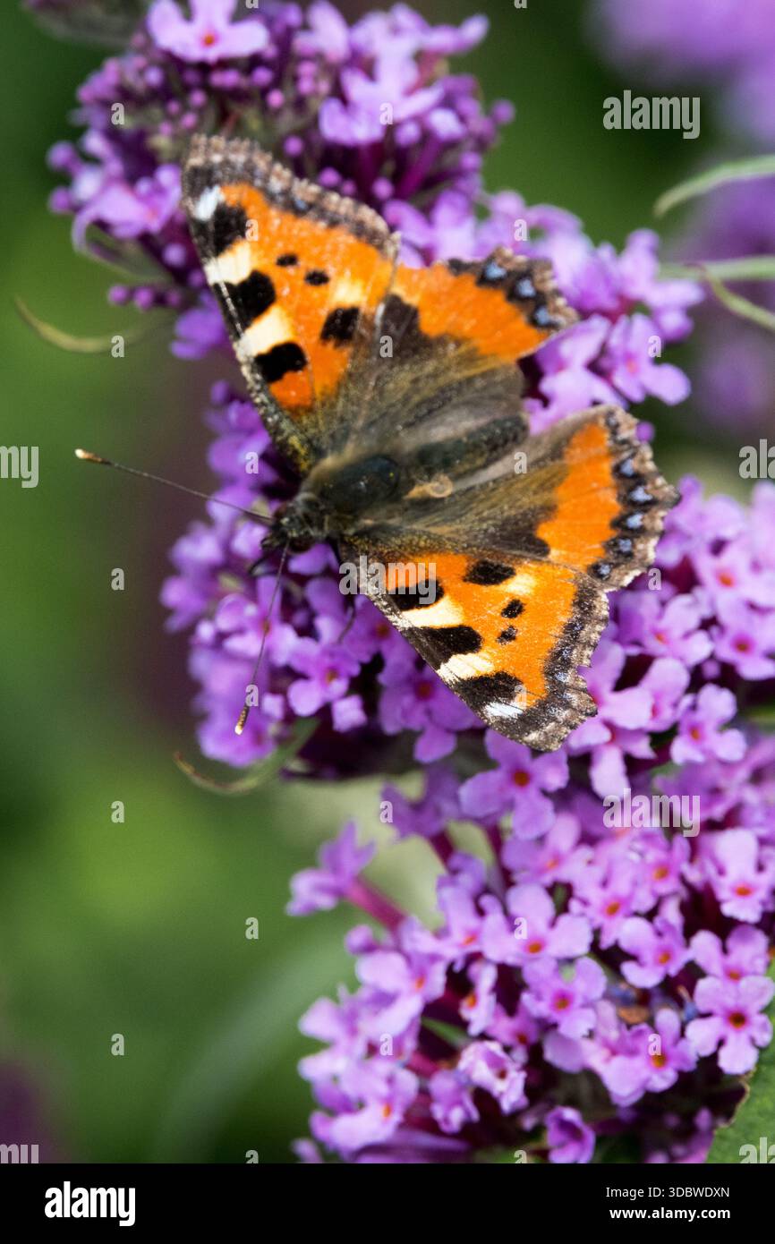 Piccola farfalla di tartaruga sul fiore del lilla estivo Foto Stock
