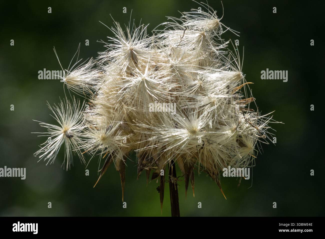 Beato latte Cardo semi Silybum marianum Foto Stock