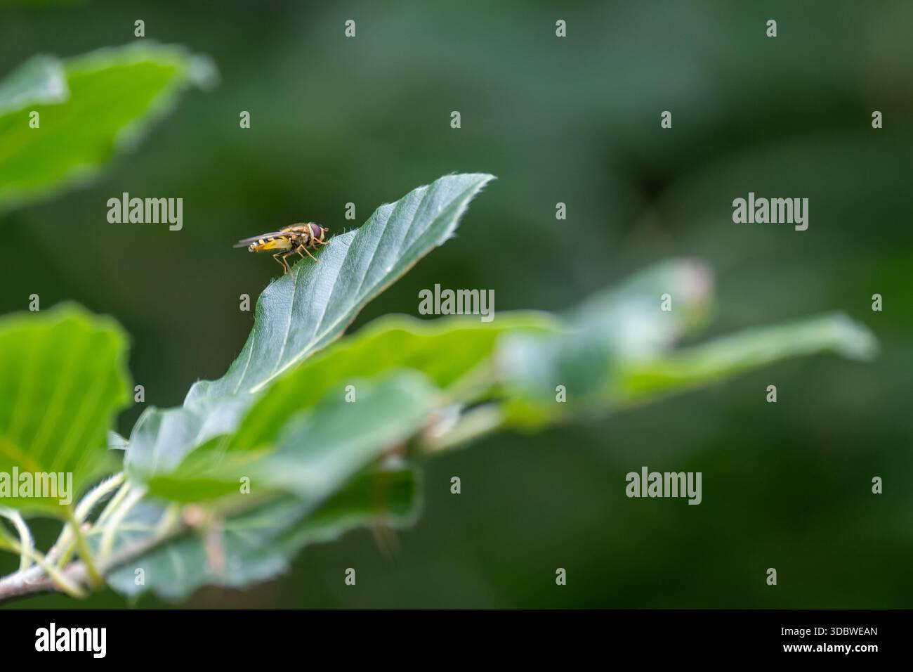 Hoverfly (Syrphidae) arroccato su foglie verdi con un morbido fondo forestale, Guildford, Gran Bretagna Foto Stock