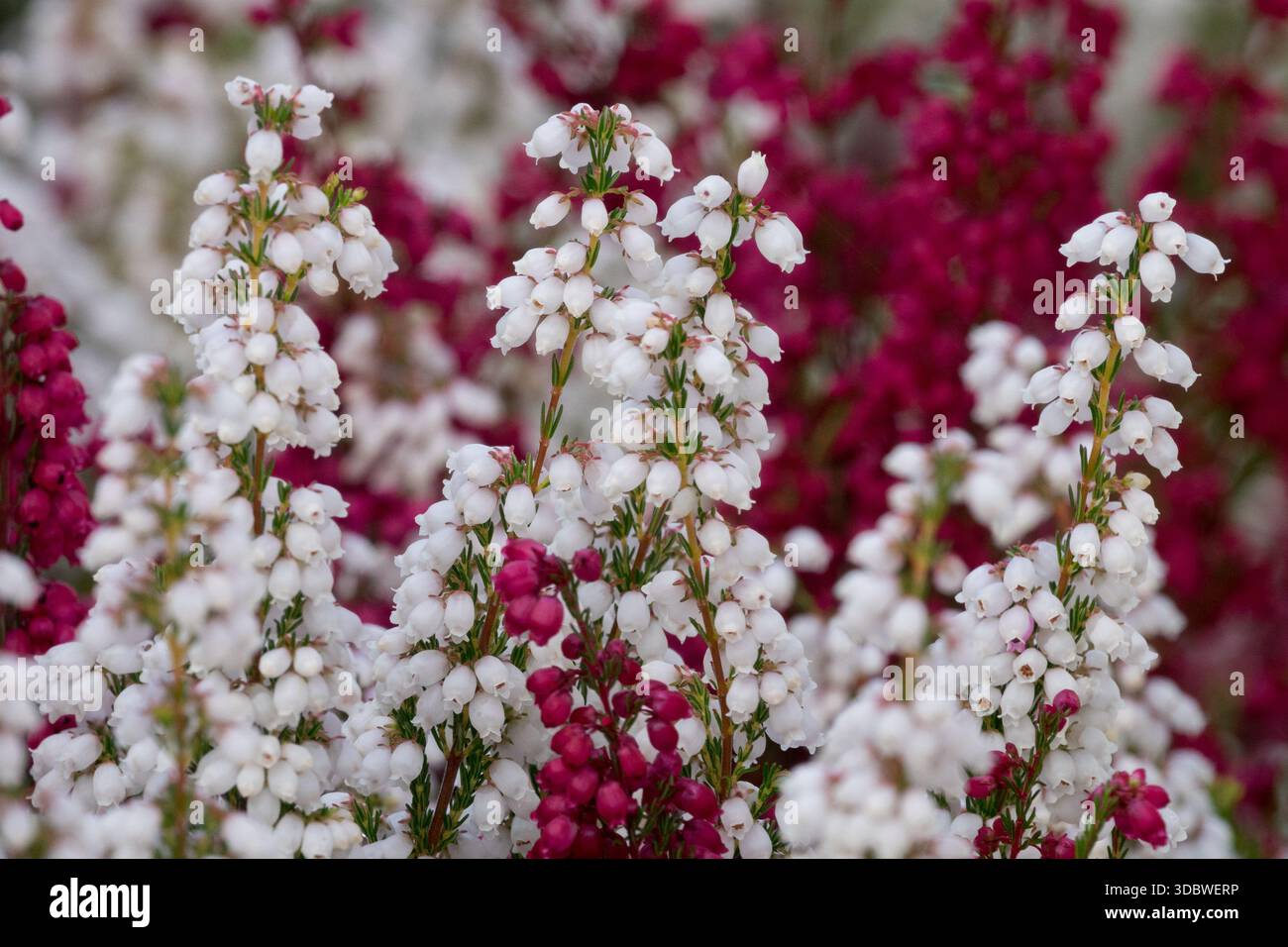 Erica gracilis fiore Erica colore rosso bianco Foto Stock