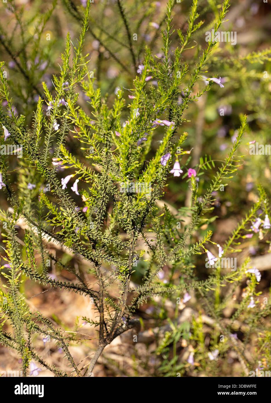 Incantevole Grevillea dryandroides, comunemente falange grevillea, che fiorisce nel sole primaverile dell'Australia Occidentale. sfidando l'età, background, distintivo, in forma Foto Stock