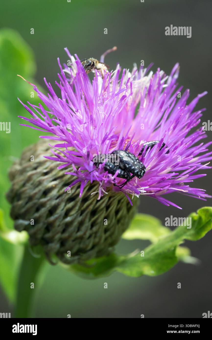 Rhaponticum carthamoides che accoppiano gli insetti sulla radice di Maral Flower Foto Stock