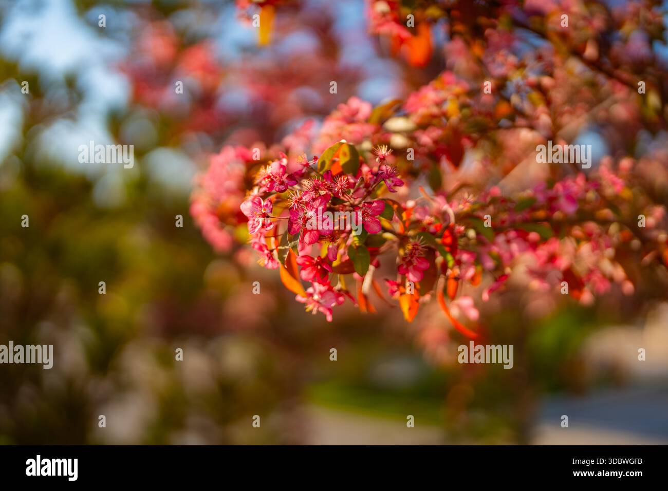Una vista ravvicinata di un albero cinese di crabmele in fiore, con vivaci fiori rosa su uno sfondo sfocato. Foto Stock