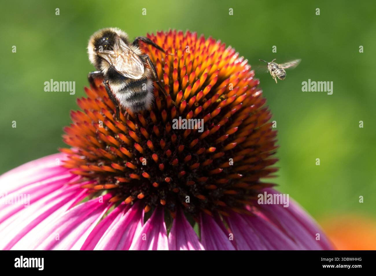 Grande Bombus lucorum di bombo dalla coda bianca su fiore e piccola ape solitaria volano su insetti di girasole Foto Stock