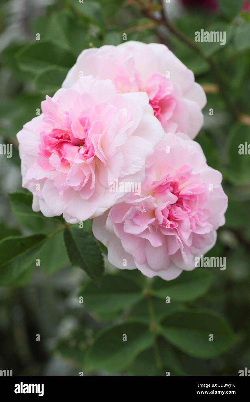 Rosa. Rosa Rosemoor, chiamata anche Austough, rosa pallido arbusto inglese allevato da David Austin. Prende il nome dal giardino Devon della Royal Horticultural Society Foto Stock