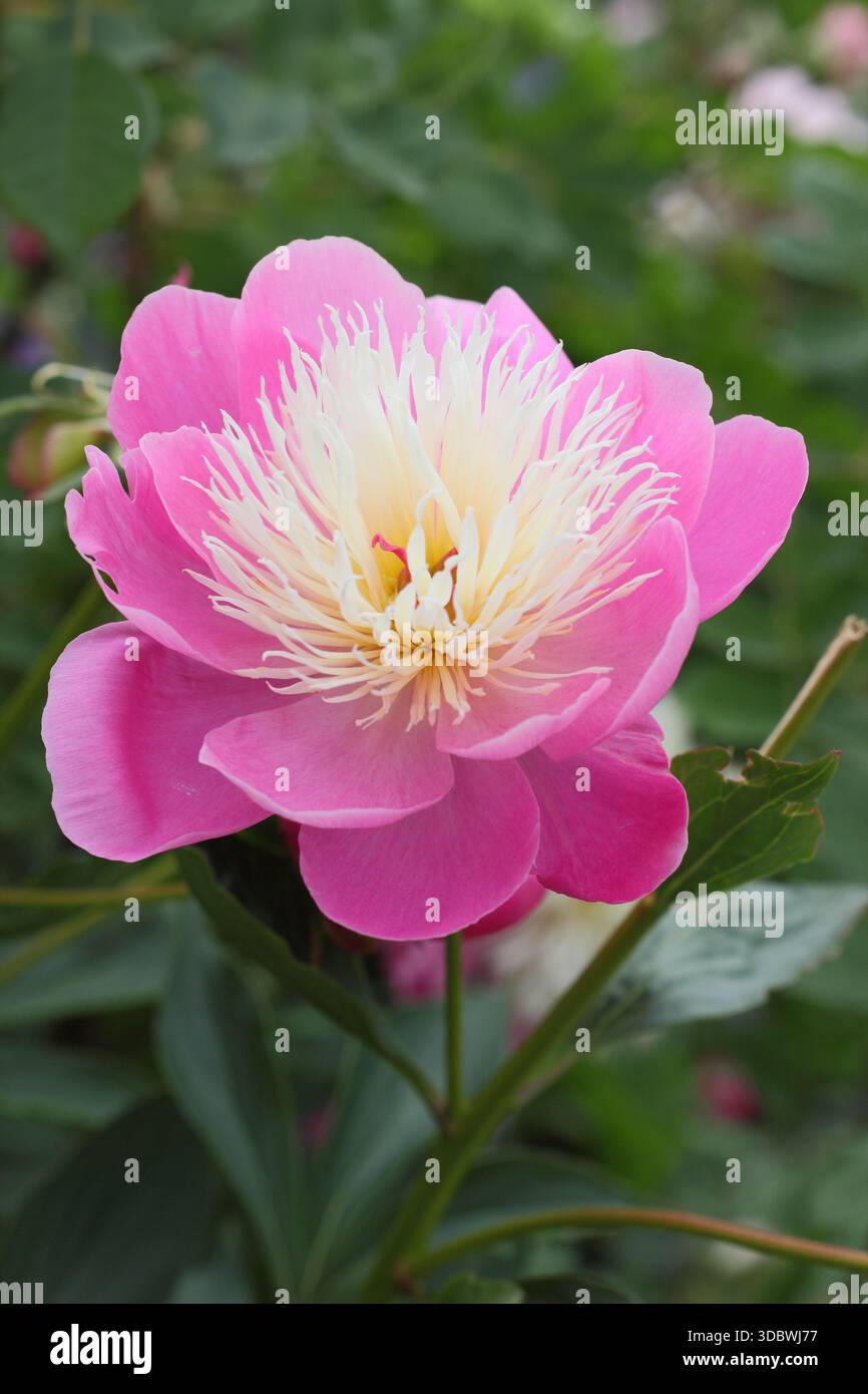 Paeonia lactiflora "Globe of Light". Fiori di piante di peonia rosa e bianca da vicino Foto Stock