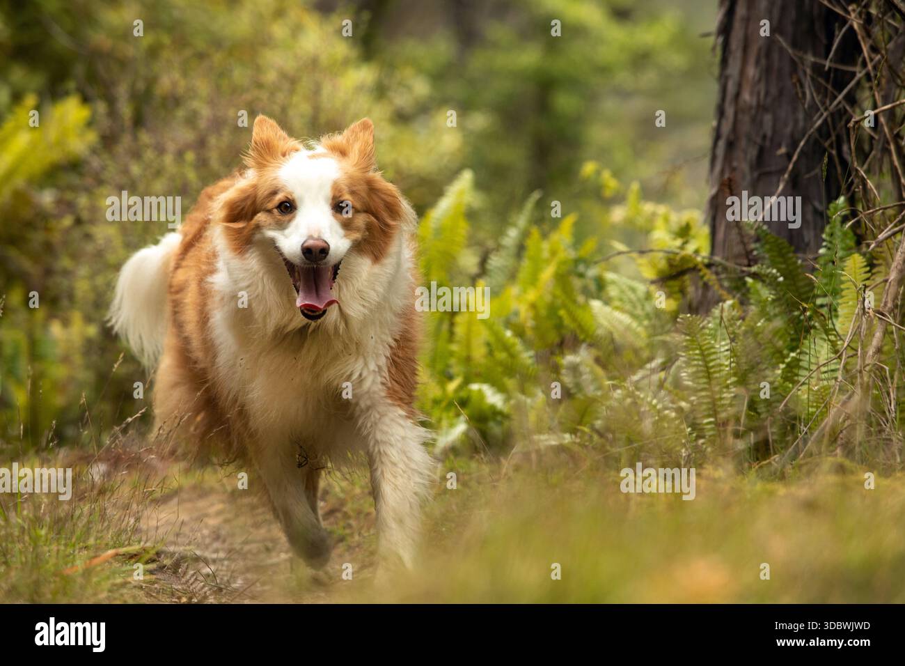 Vista di un cane felice ed energico con un cappotto rosso e bianco che scorre attraverso lussureggianti felci e alberi verdi, Nydia Bay, regione di Marlborough, nuova Zelanda. Foto Stock