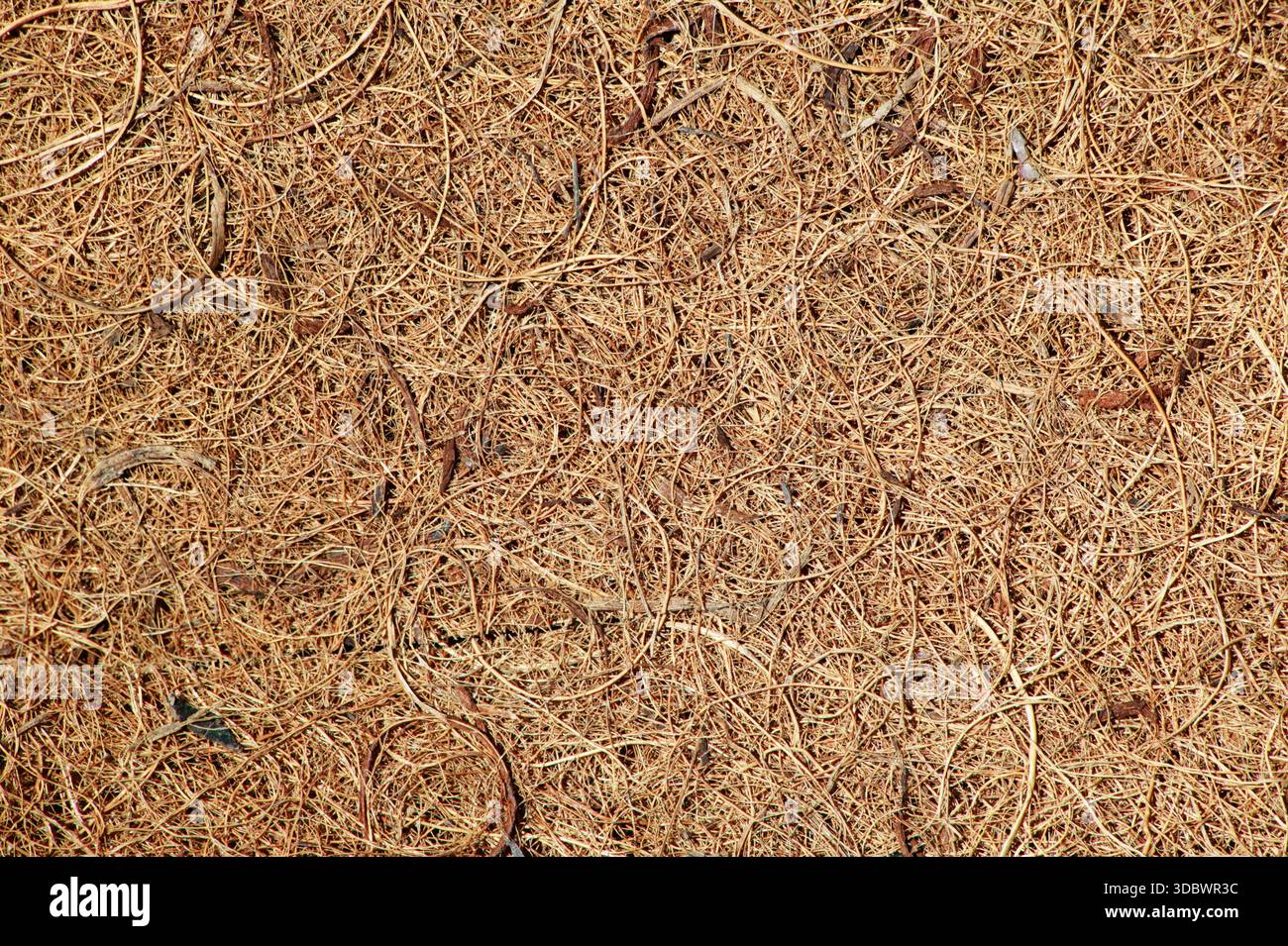 Sfondo ravvicinato di un tappeto di cocco marrone intrecciato che mostra la consistenza della fibra naturale, trama rustica, materiale organico ecologico utilizzato per ma Foto Stock