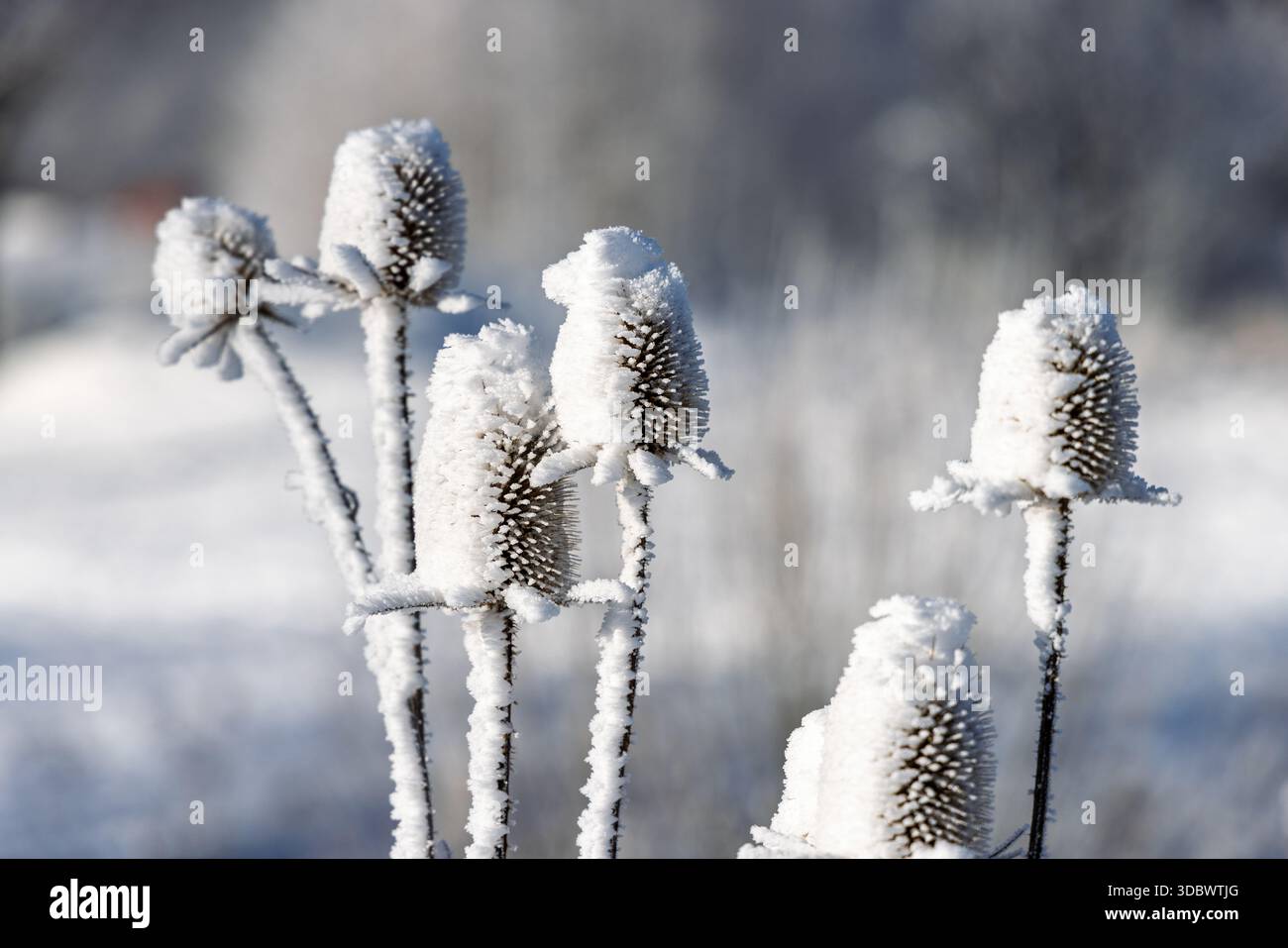 Un paese delle meraviglie invernale si dispiega mentre i cardo baciati dal gelo si stagliano in alto, le loro forme intricate evidenziate su uno sfondo morbido e sfocato, incapsulano Foto Stock