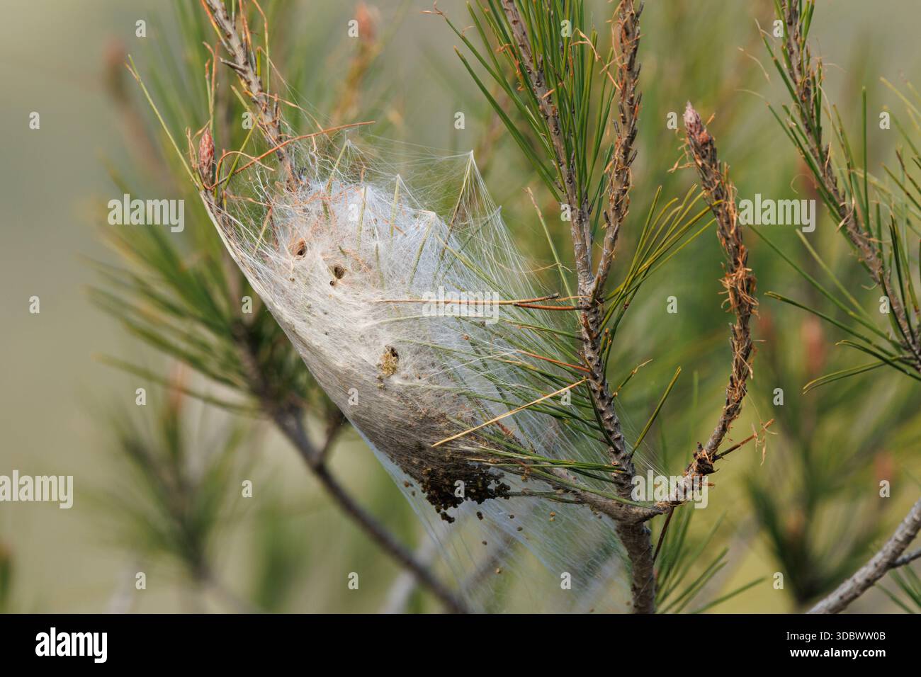 Rifugio invernale del bruco processionario tra gli aghi di pino, Alcoy, Spagna Foto Stock