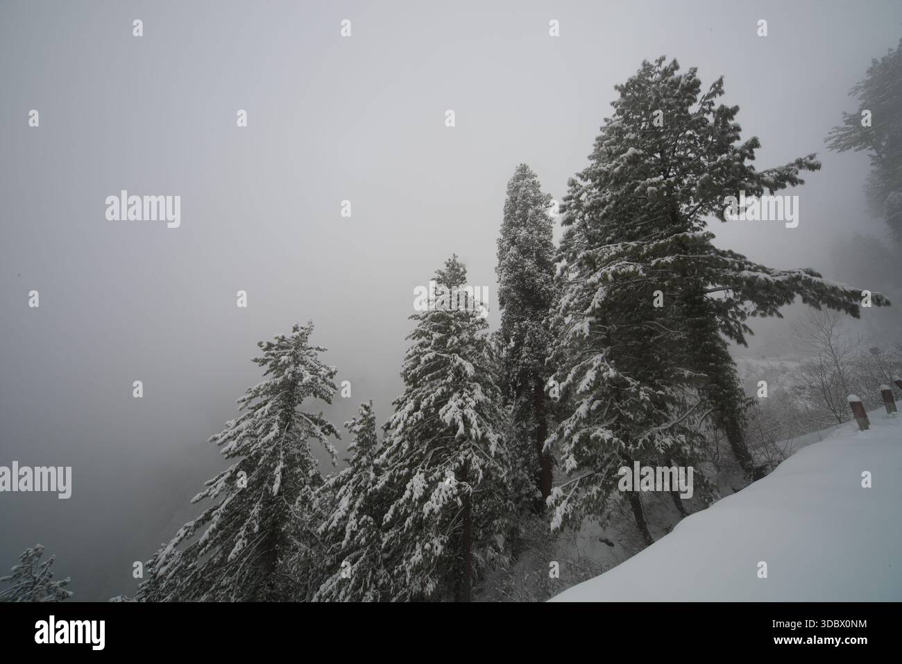 Vista dei pini innevati che si innalzano maestosamente nella nebbia, creando un tranquillo paese delle meraviglie invernali, uno scenario di tranquillità e bellezza naturale, Nathia G. Foto Stock