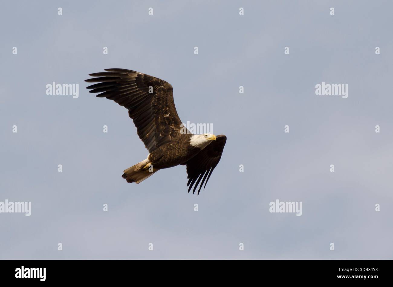 Aquila calva, Haliaeetus leucocephalus, in volo Foto Stock