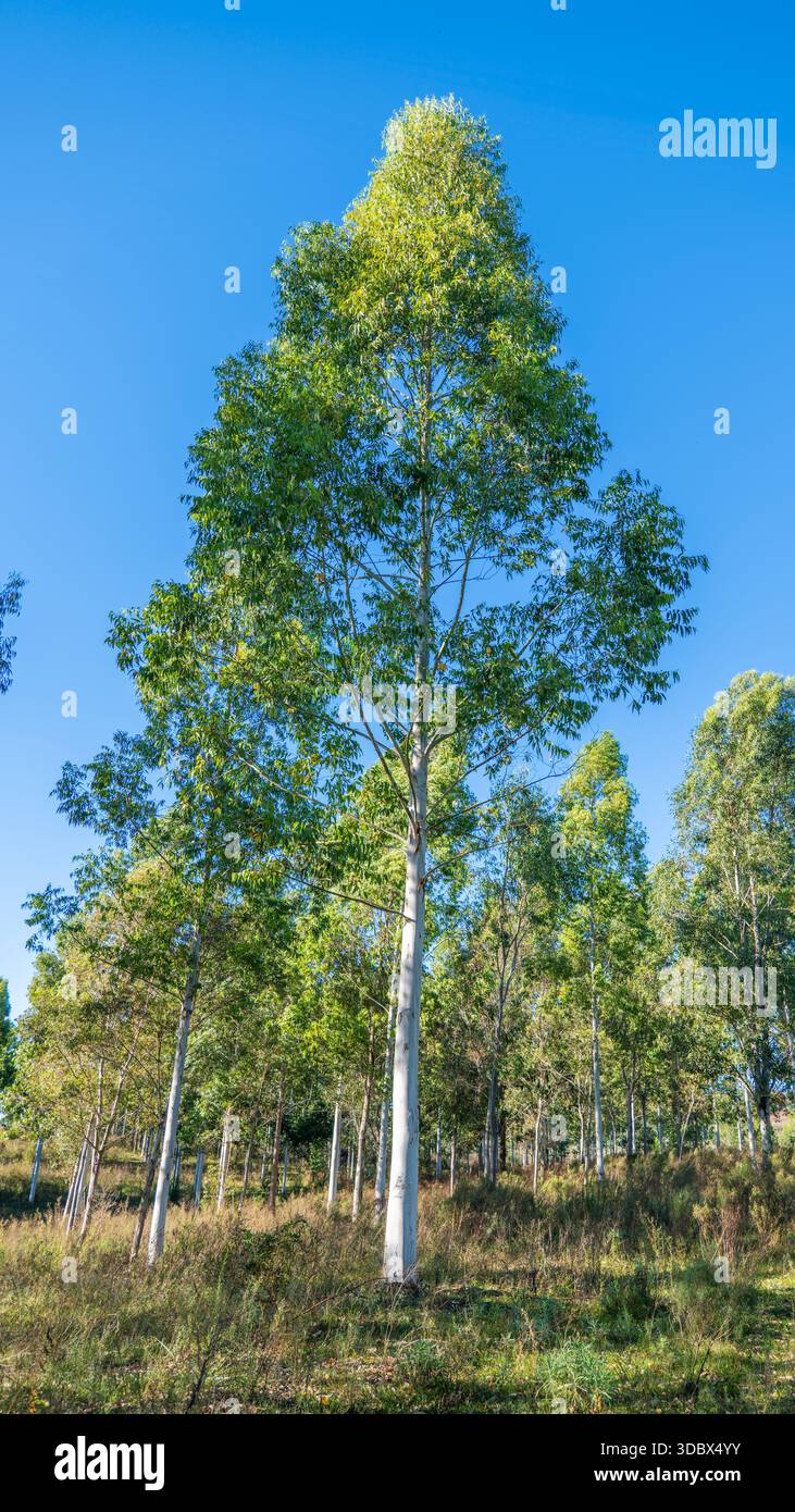 Un ritratto verticale di un singolo albero di eucalipto alto e snello con corteccia di colore chiaro e fogliame verde, in piedi in modo prominente contro un chiaro, de Foto Stock
