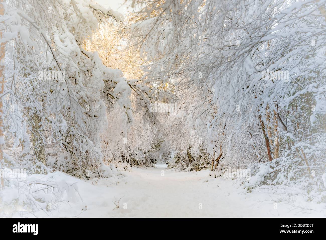 Vista di un sentiero innevato che taglia attraverso una foresta di alberi carichi di bianco, la luce del sole che filtra tra tra i rami e getta un bagliore dorato, Caledonian F. Foto Stock