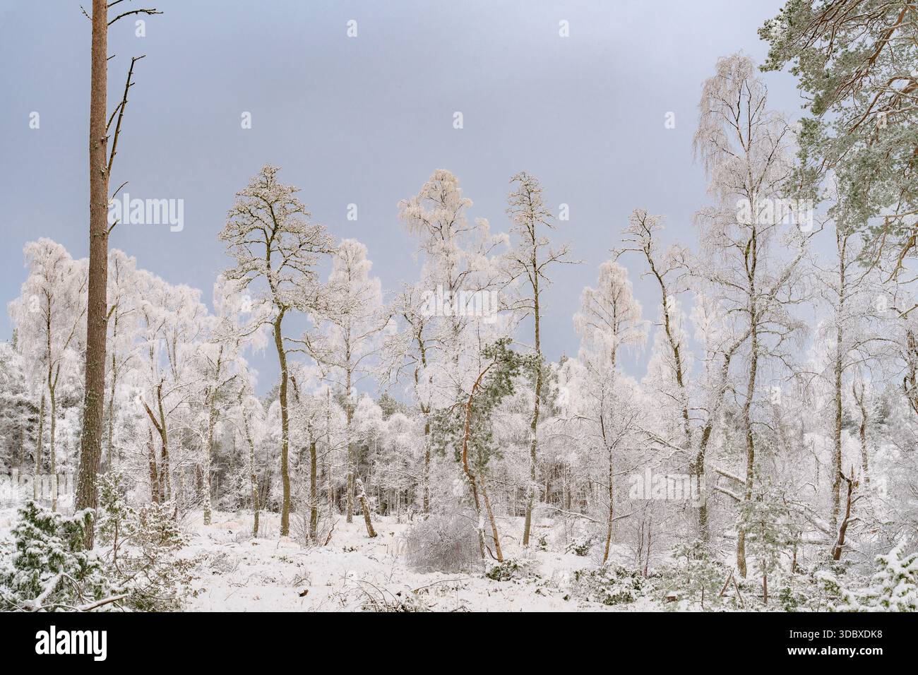 Vista di una foresta innevata con alberi ghiacciati che si stagliano aspramente contro il cielo pallido, creando un tranquillo paesaggio invernale, la Foresta Caledoniana e Cairngorm Foto Stock