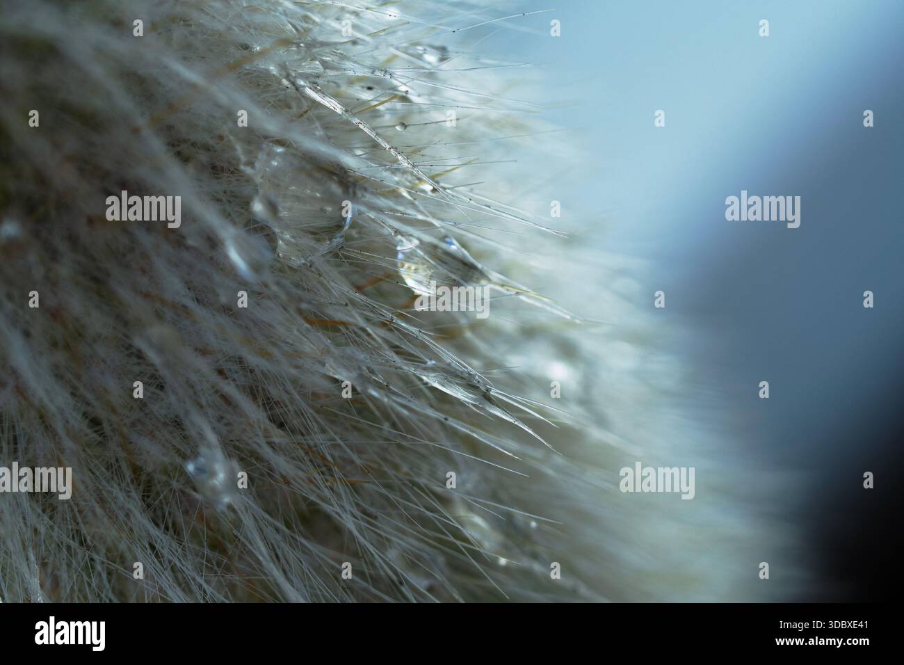 fibre naturali in pelliccia fine catturate alla luce dell'inverno. La profondità di campo ridotta evidenzia le texture ghiacciate e i motivi delicati Foto Stock