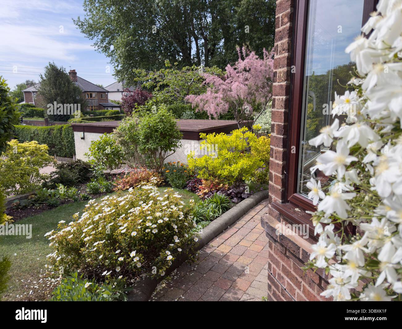 WIRRAL, CHESHIRE, INGHILTERRA - 11 MAGGIO 2025: Arbusti fioriti con fiori primaverili in un giardino all'inglese con esposizioni colorate in Inghilterra Foto Stock