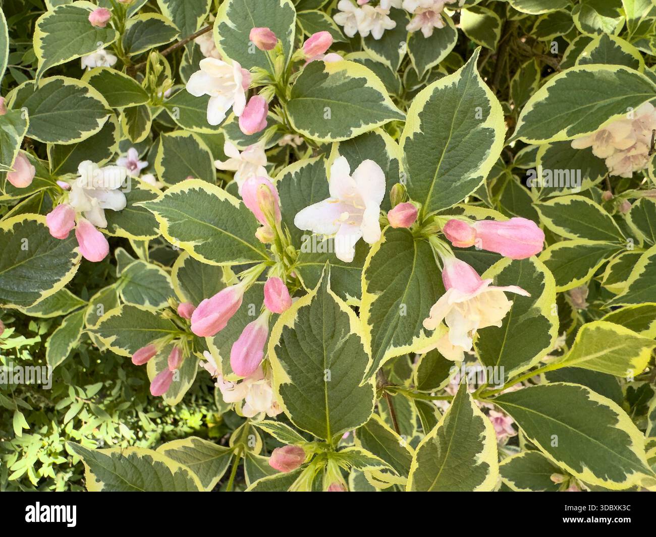 Un primo piano mostra Weigela Florida variegata in fiore con fiori rosa e fogliame variegato in Inghilterra - Immagine stock catturata con smartphone
