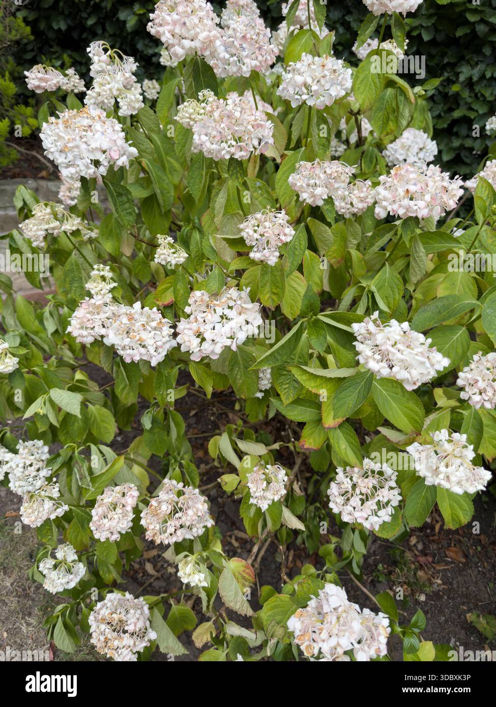 La siccità ha accentuato le ortensie bianche con fogliame selvatico affogato su un arbusto macrophylla mophead in Inghilterra - Immagine stock catturata con smartphone