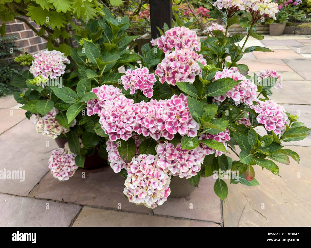 Primo piano dell'idrangea della mopa Camilla in fiore con fiori rosa e bianchi, arbusto da giardino in Inghilterra. - Immagine stock catturata con smartphone