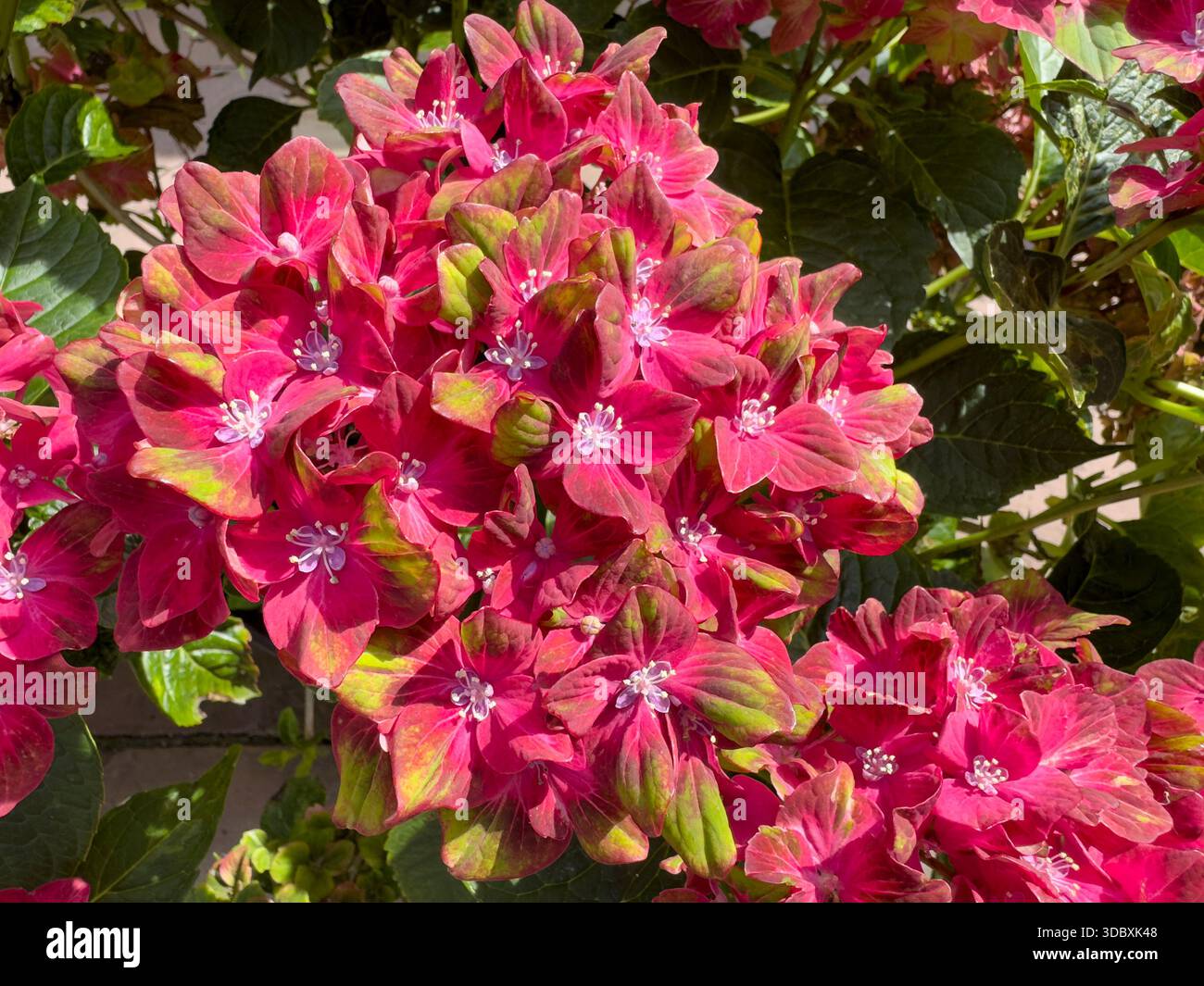 Un primo piano di ortensie mophead varietà Glam Rock in fiore con fiori bicolori in giardino in Inghilterra - Immagine stock catturata con smartphone