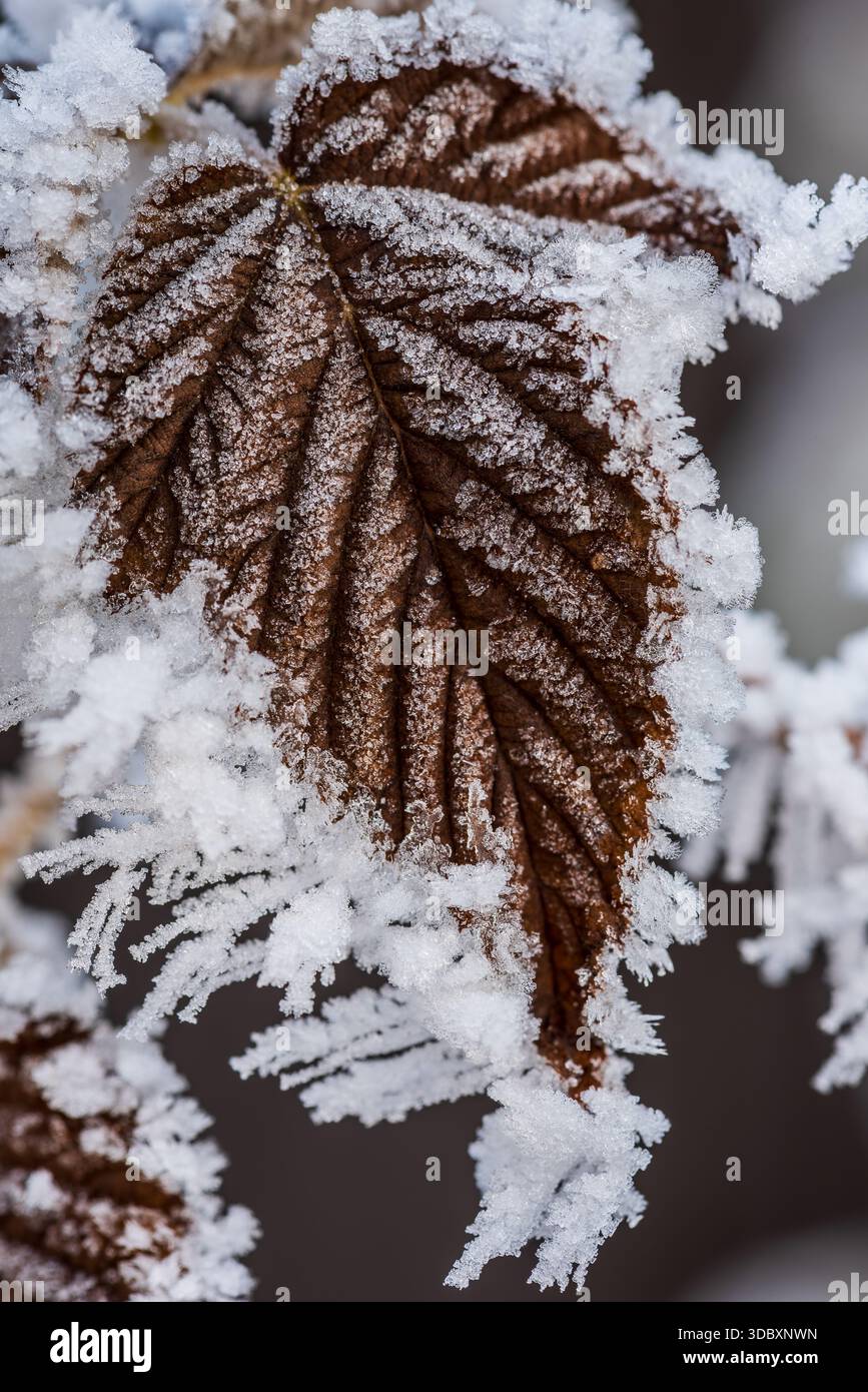 Primo piano di una foglia di lampone ricoperta da delicati cristalli hoarfrost. Sfondo naturale invernale con texture ghiacciata, dettagli per le basse temperature, motivi naturali. Foto Stock