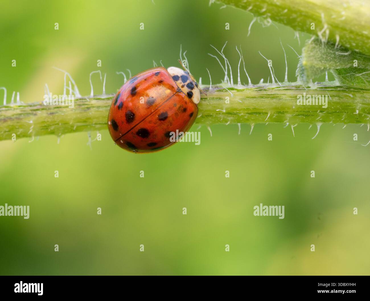 Primo piano di una Lady Beetle asiatica su un gambo verde. Fotografato a livello degli occhi con una profondità di campo bassa nella MD Anderson Prairie di Houston, Texas Foto Stock