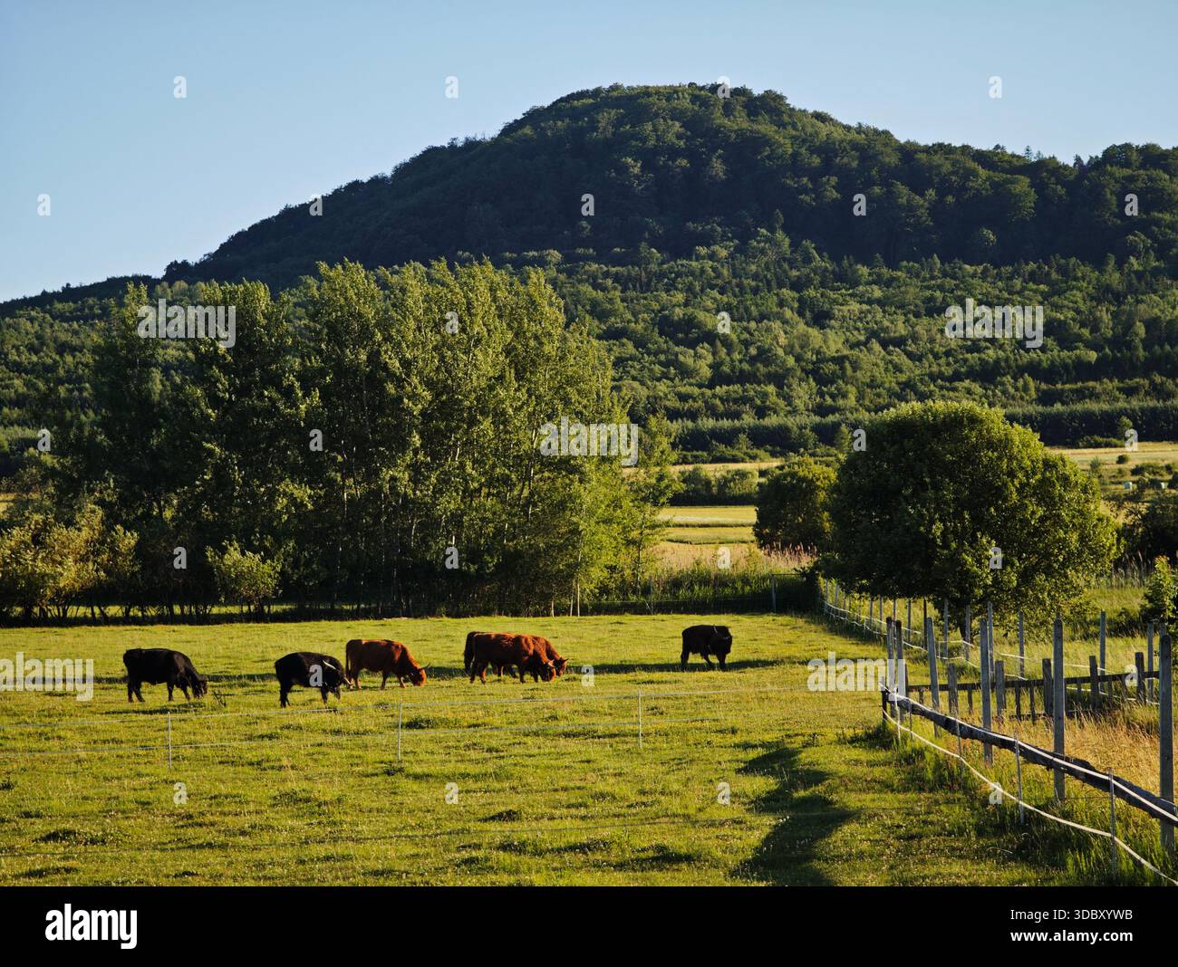 Mandria di mandrie di mandrie mercantile delle Highland con lunghe corna che pascolano pacificamente in un lussureggiante pascolo verde vicino a Cieklin, in Polonia, con la collina boscosa di Cieklinka Foto Stock