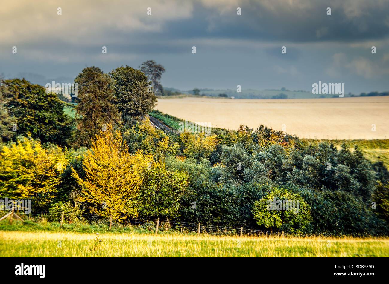Vista degli alberi autunnali lungo i campi agricoli con sole giallo e nuvole di tempesta scure in lontananza oltre un campo giallo brillante. Foto Stock