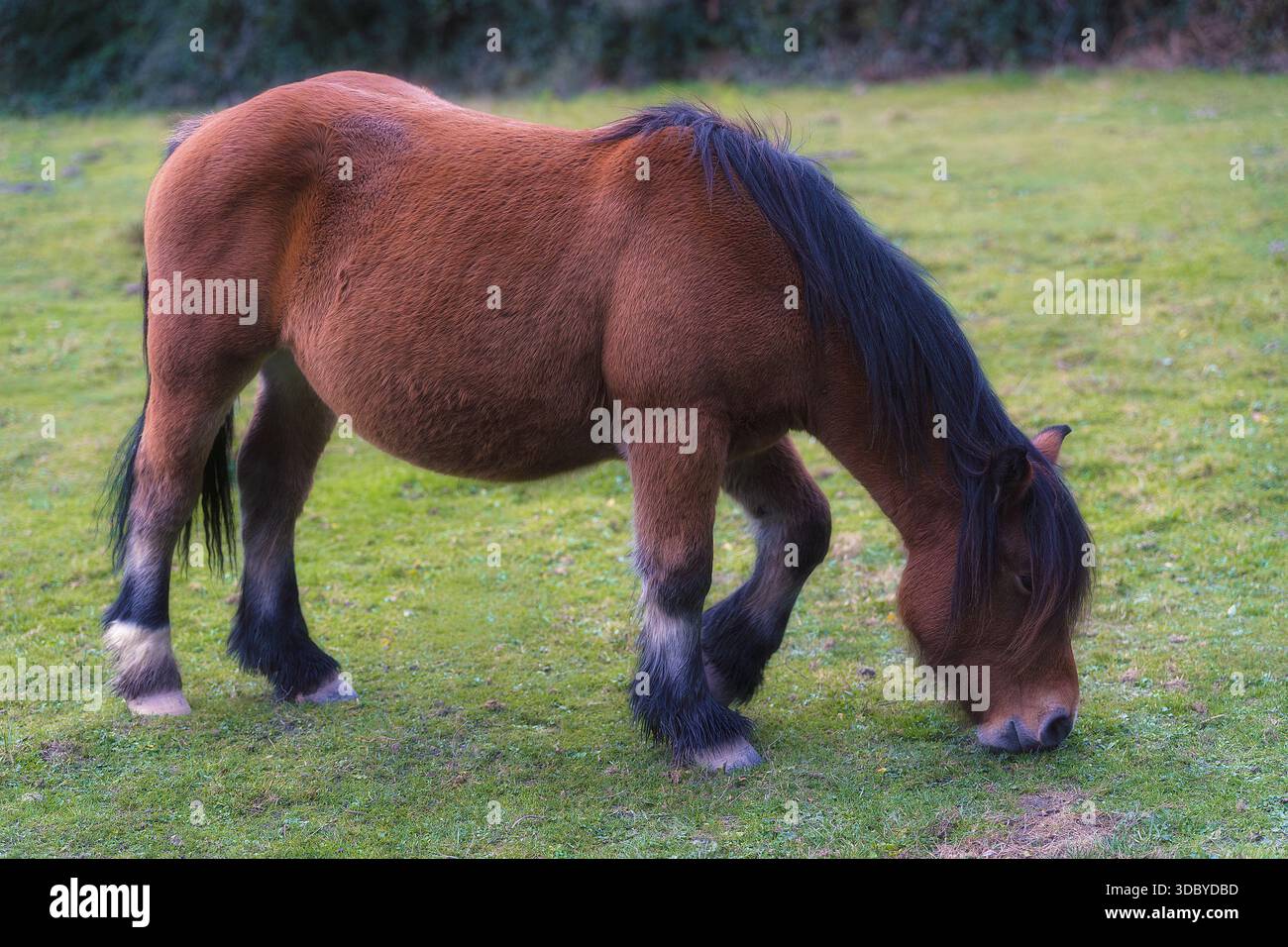 Un pony con pelliccia spessa e criniera lunga si nutre pacificamente sul campo aperto. Foto Stock